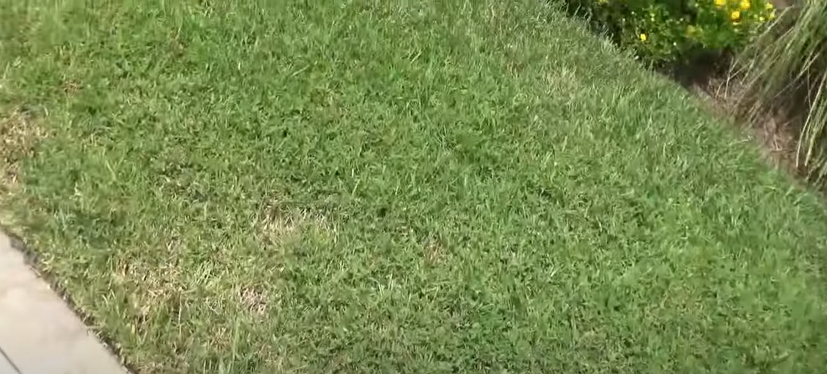 Does Atrazine Kill Crabgrass? Grass Killer