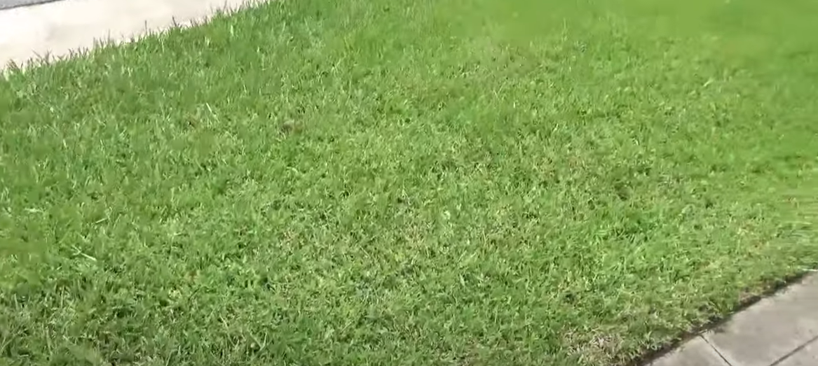 Does Atrazine Kill Crabgrass? Grass Killer