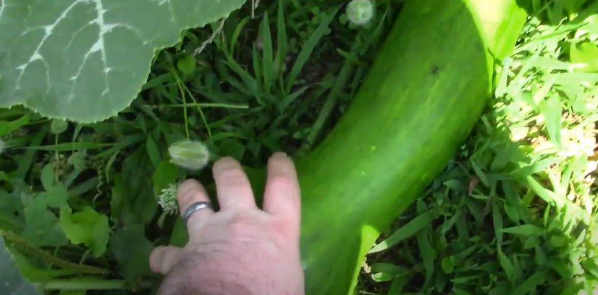 Will Vinegar Kill Johnson Grass? Grass Killer