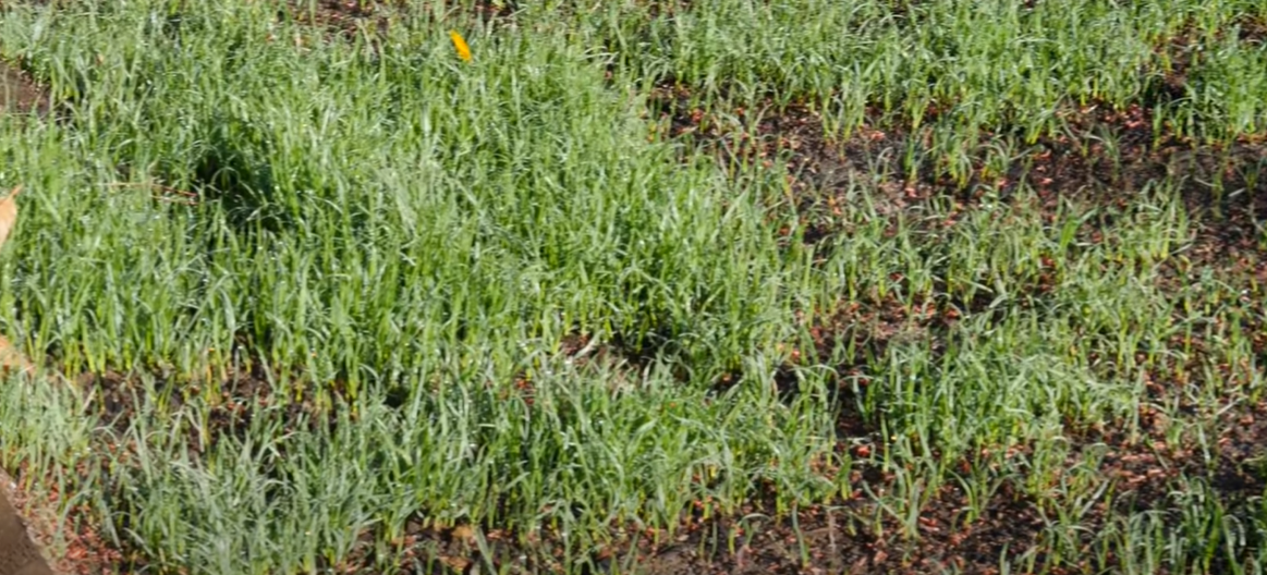 How to Revive Grass After Weed Killer? Grass Killer