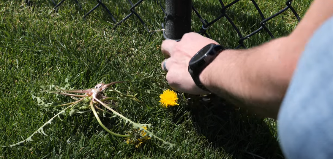 The Best Time to Spray for Dandelions Grass Killer
