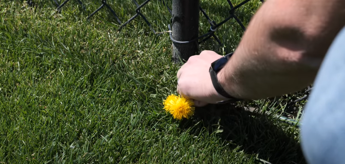 The Best Time to Spray for Dandelions Grass Killer