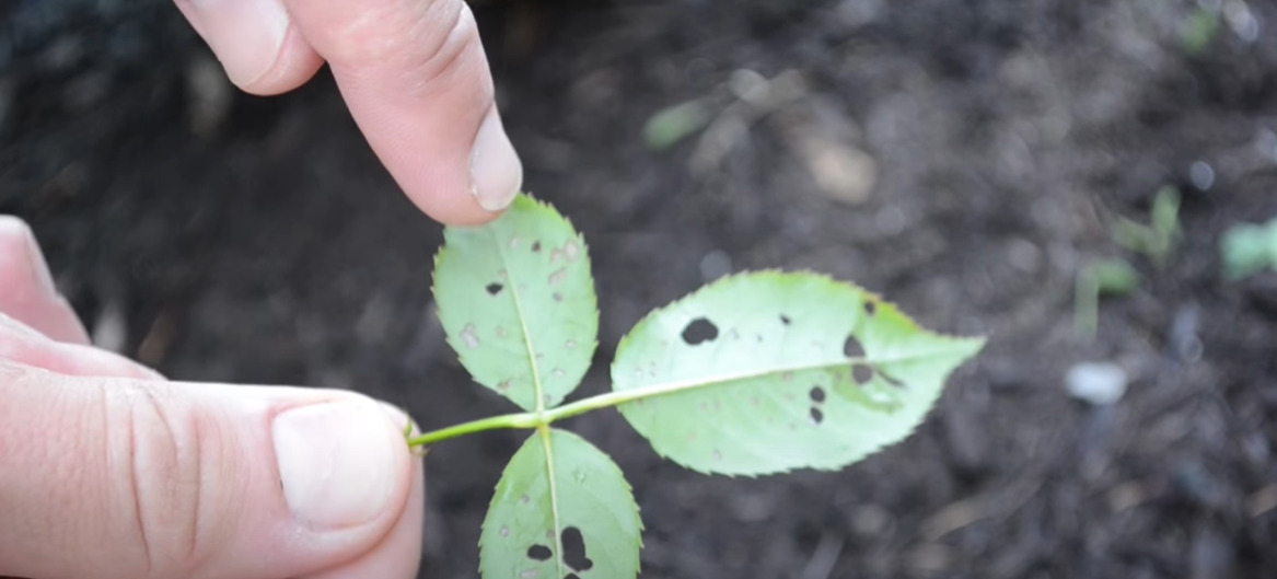 How to Kill Rose Bushes? Grass Killer