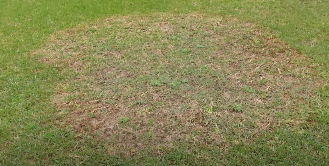 Bermuda Grass Diseases Grass Killer