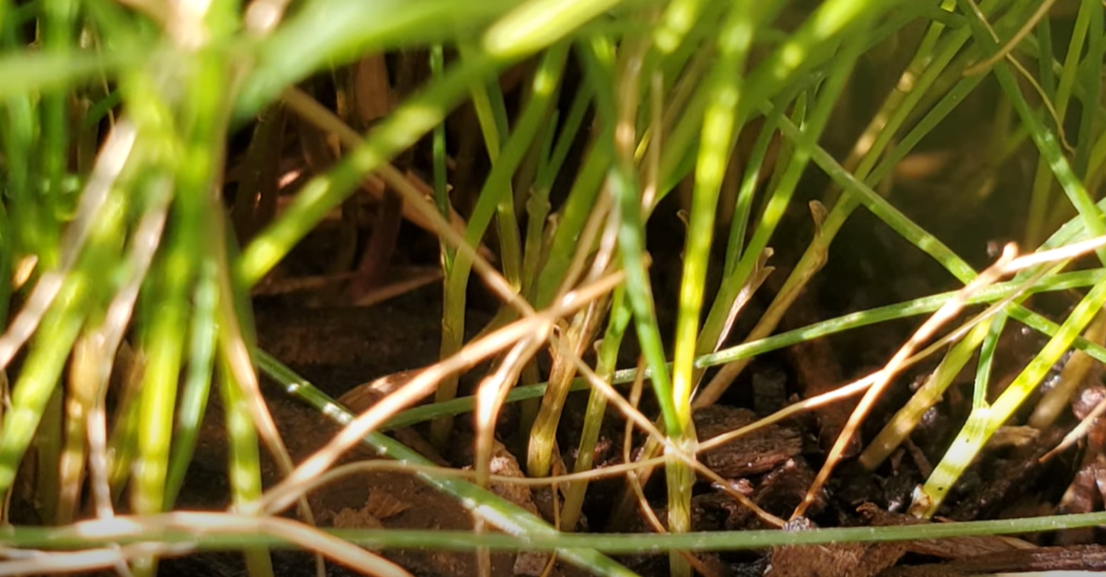 Tall Fescue vs. Fine Fescue What’s the Difference? Grass Killer