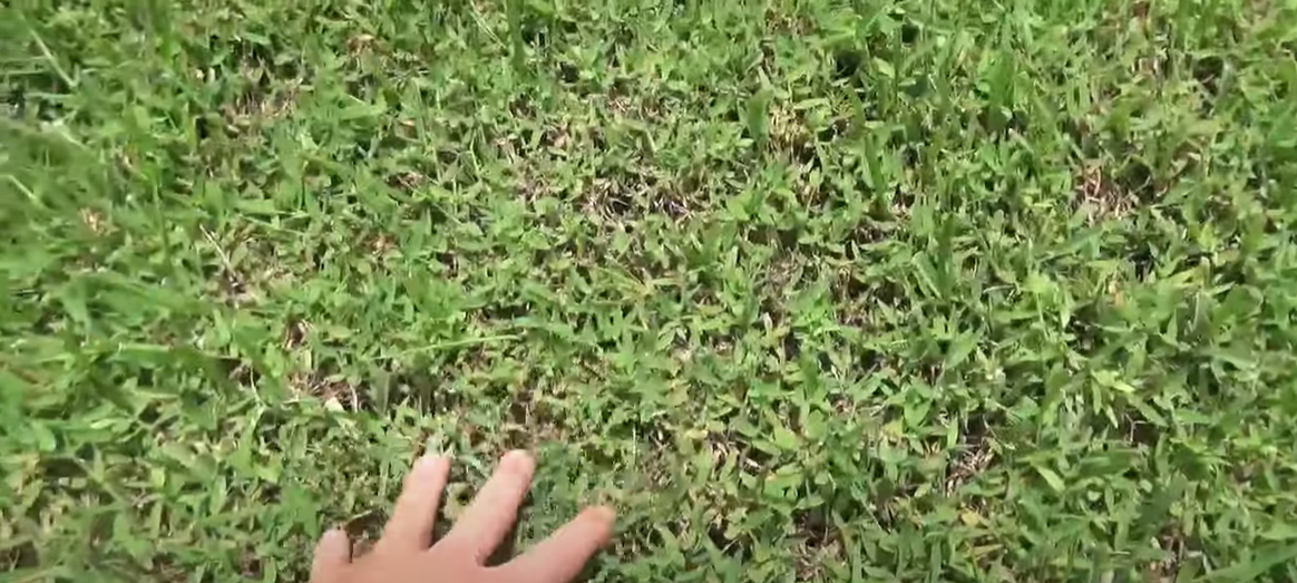 Does Atrazine Kill Crabgrass? Grass Killer