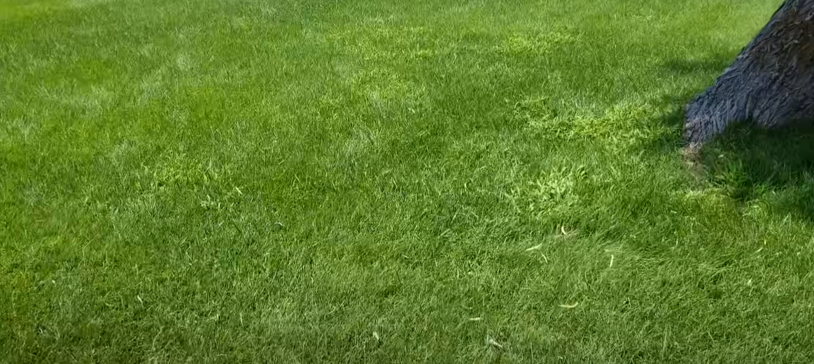 Does Atrazine Kill Crabgrass? Grass Killer