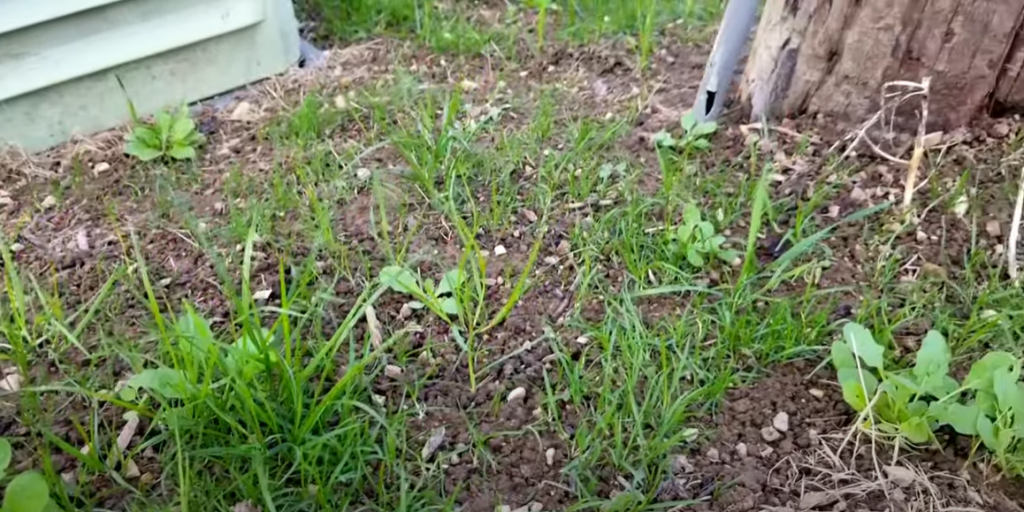 When To Plant Grass Seed After Weed And Feed?