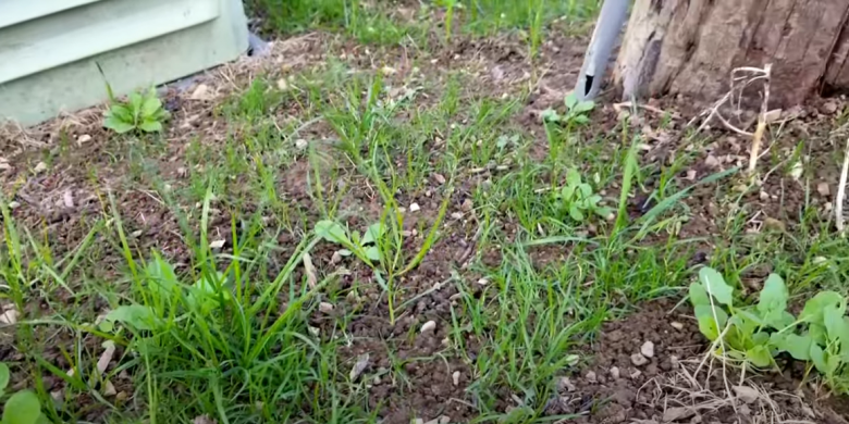 Can You Put Weed and Feed on New Grass Seed? - Grass Killer